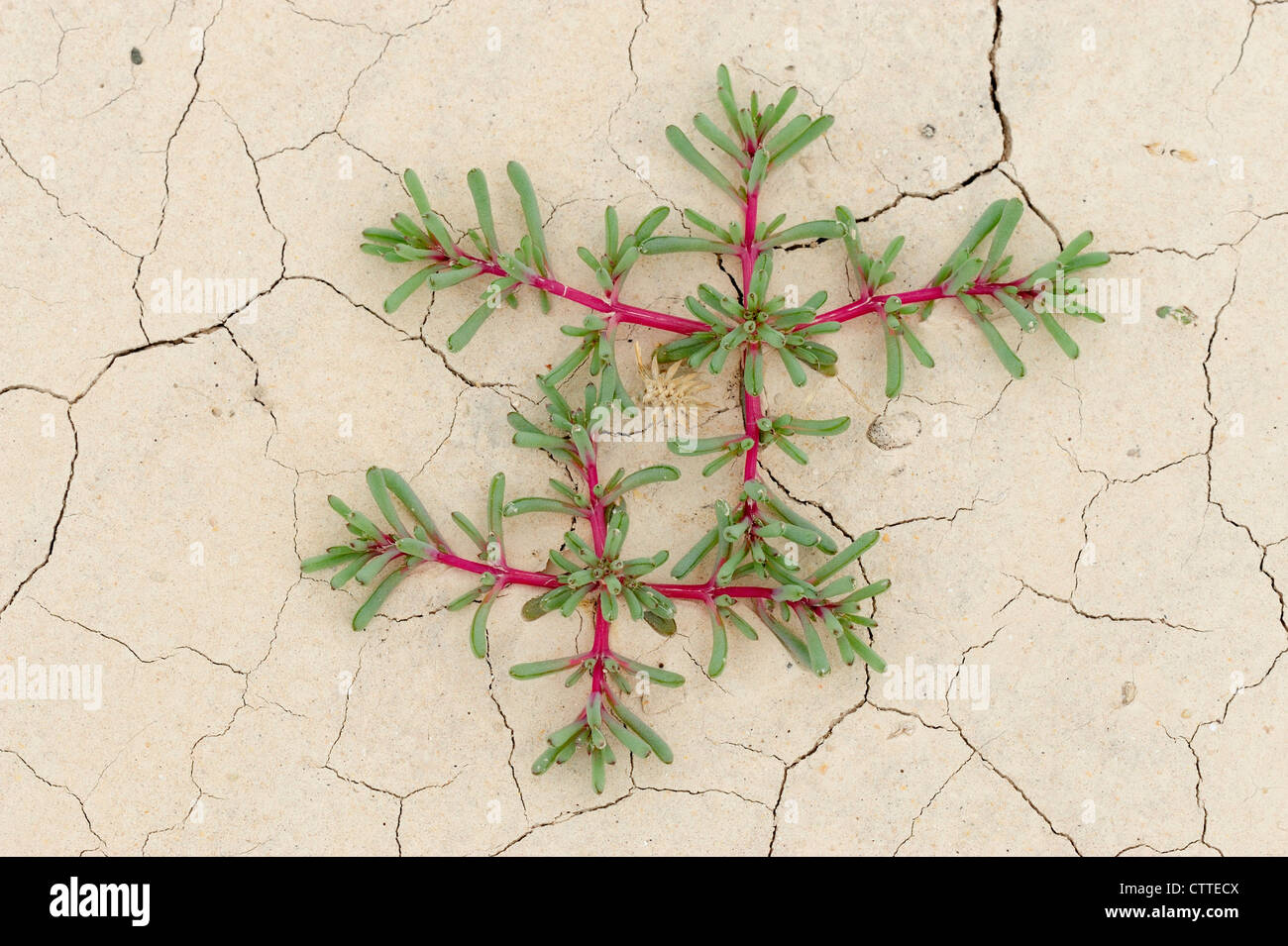 Russian Thistle, Chenopodiaceae, (Salsola iberica) seedling in cracked mud Badlands National Park South Dakota, USA Stock Photo