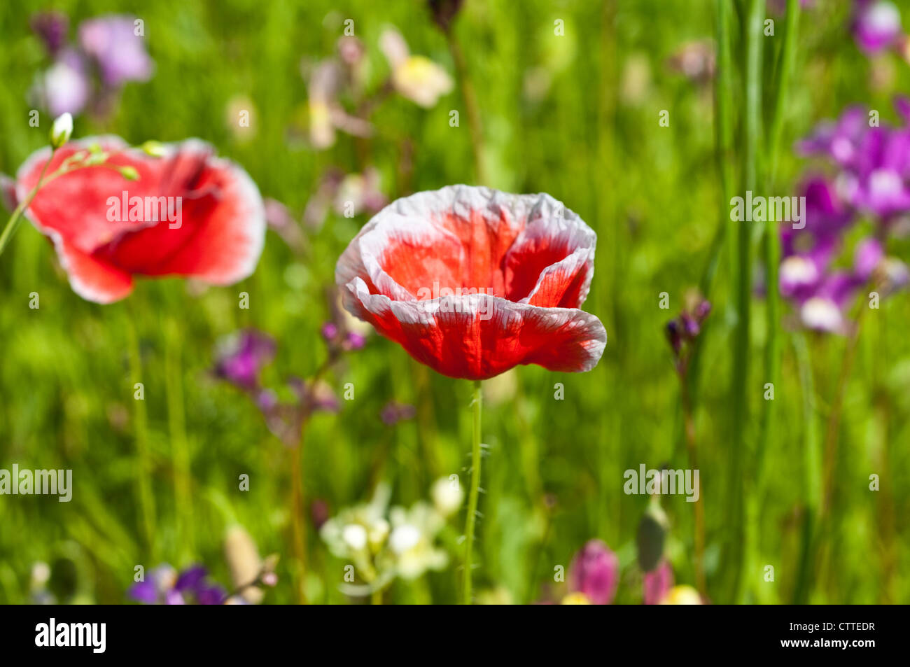 Red poppy with white rim in a field of summer wild flowers, England, UK