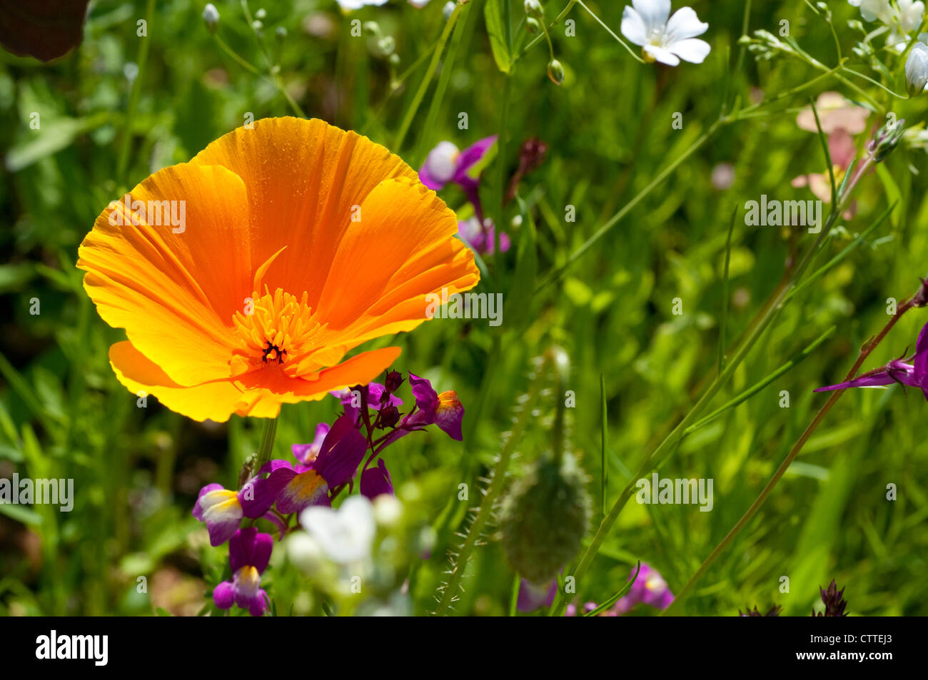 Californian Poppy in a field of summer wild flowers, England, UK Stock Photo