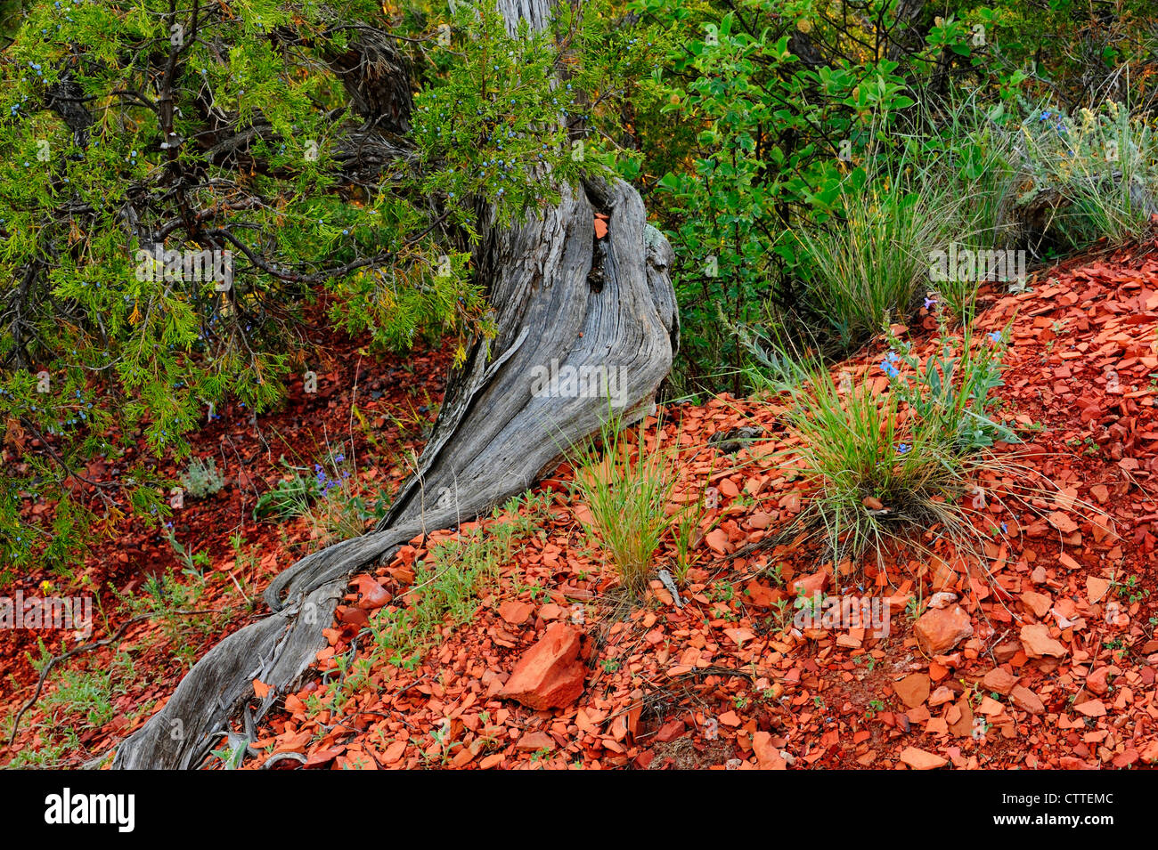 Juniper tree root in scoria soil, Theodore Roosevelt National Park, North Dakota USA Stock Photo