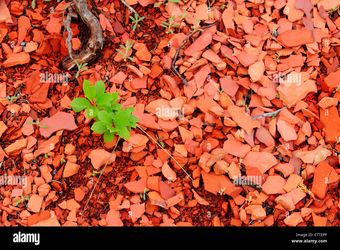 Cottonwood (Populus deltoides) seedling in scoria soil, Theodore Roosevelt National Park South Unit North Dakota USA Stock Photo