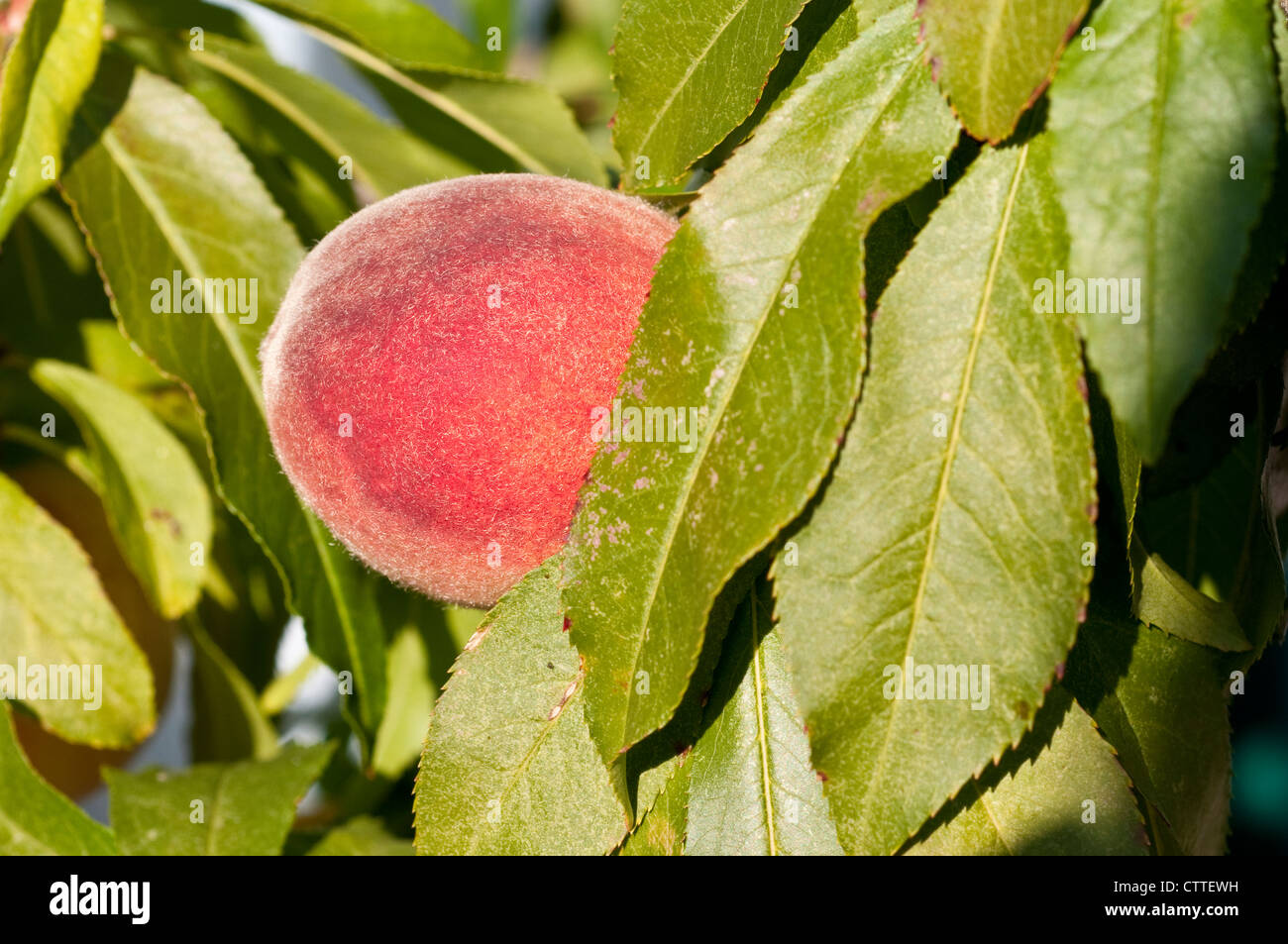 Peach 'Garden Lady' Stock Photo - Alamy
