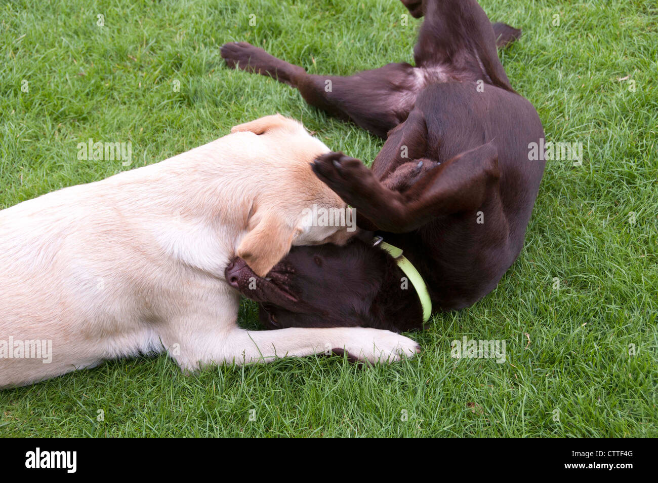 brown and white labrador play looking like fight Stock Photo - Alamy