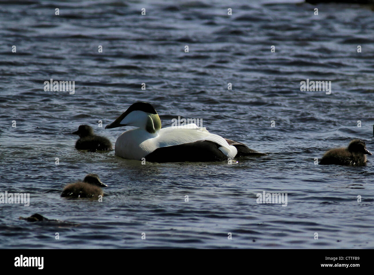 Male common eider duck (Somateria mollissima) with young. This duck is found over the northern coasts of Europe, Stock Photo