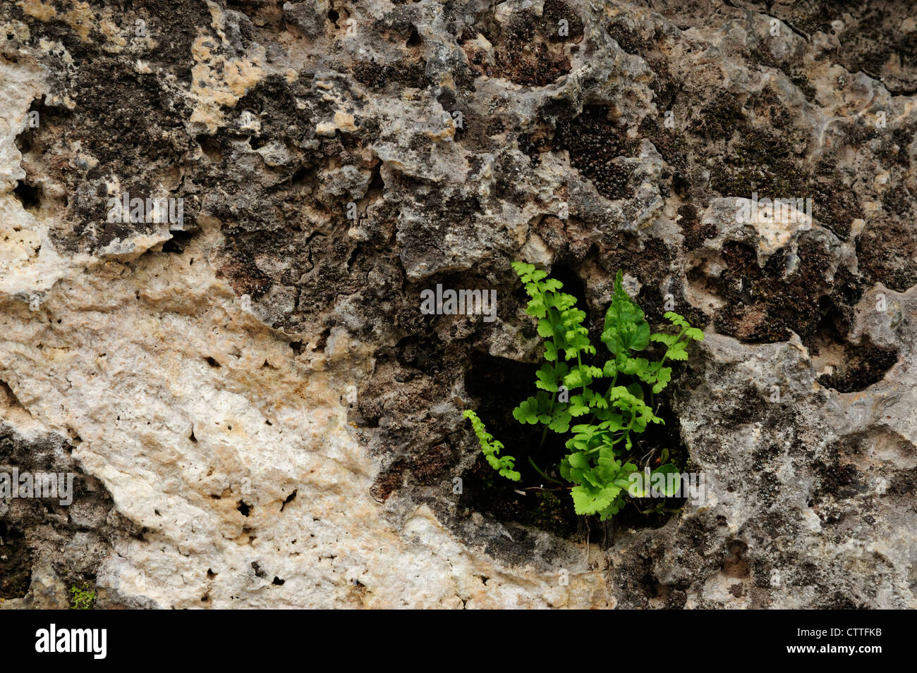 Polyploidy ferns in rock crevices, Yellowstone National Park Wyoming USA Stock Photo