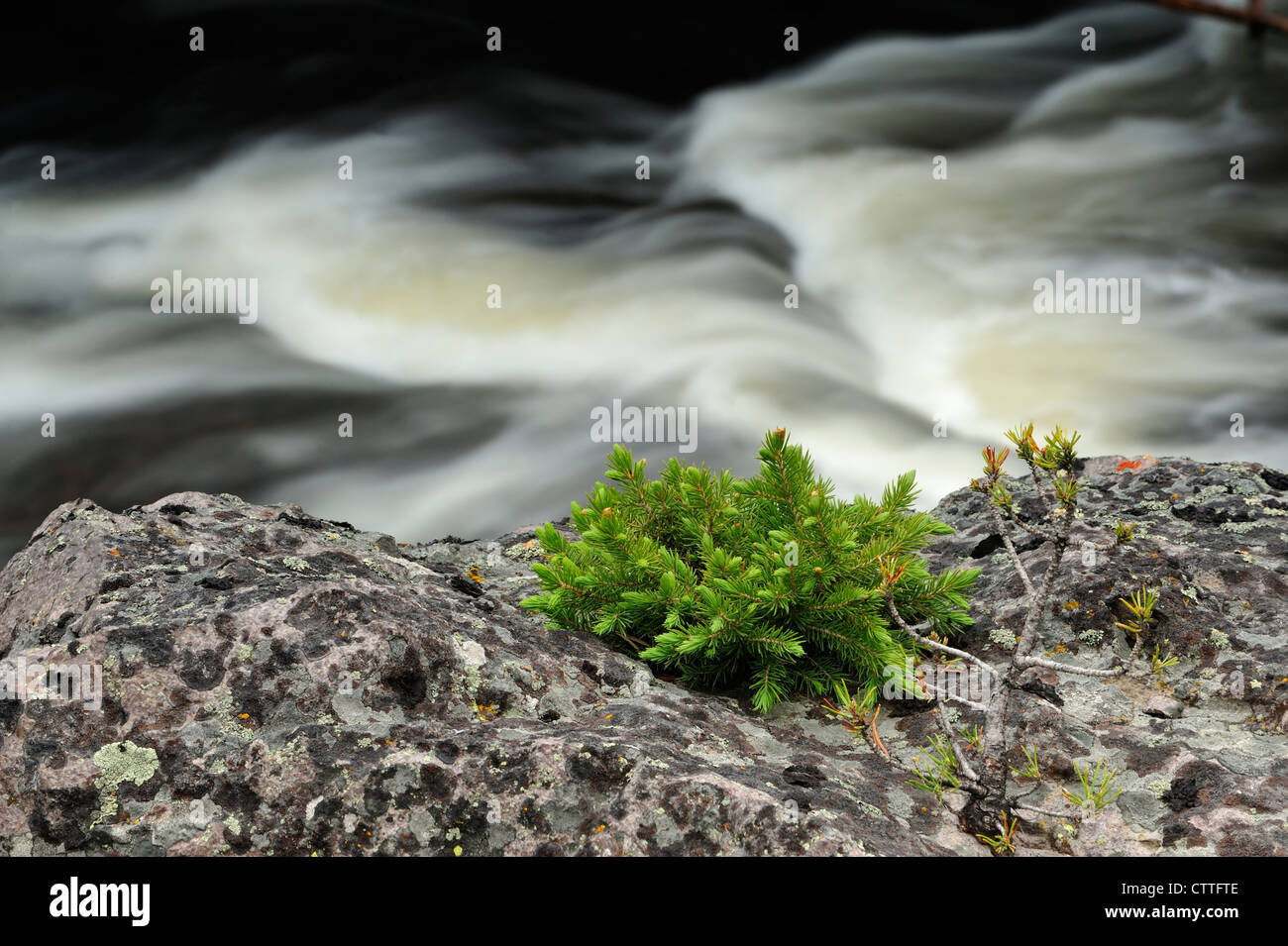 Spruce seedling in rock outcrop near Firehole River, Yellowstone National Park Wyoming, USA Stock Photo