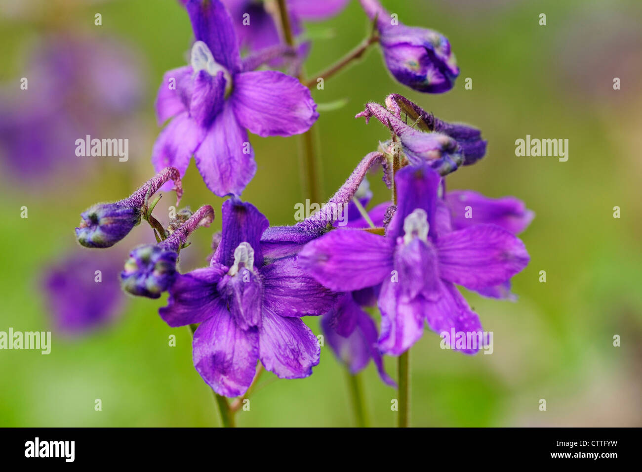 Species of larkspur hi-res stock photography and images - Alamy