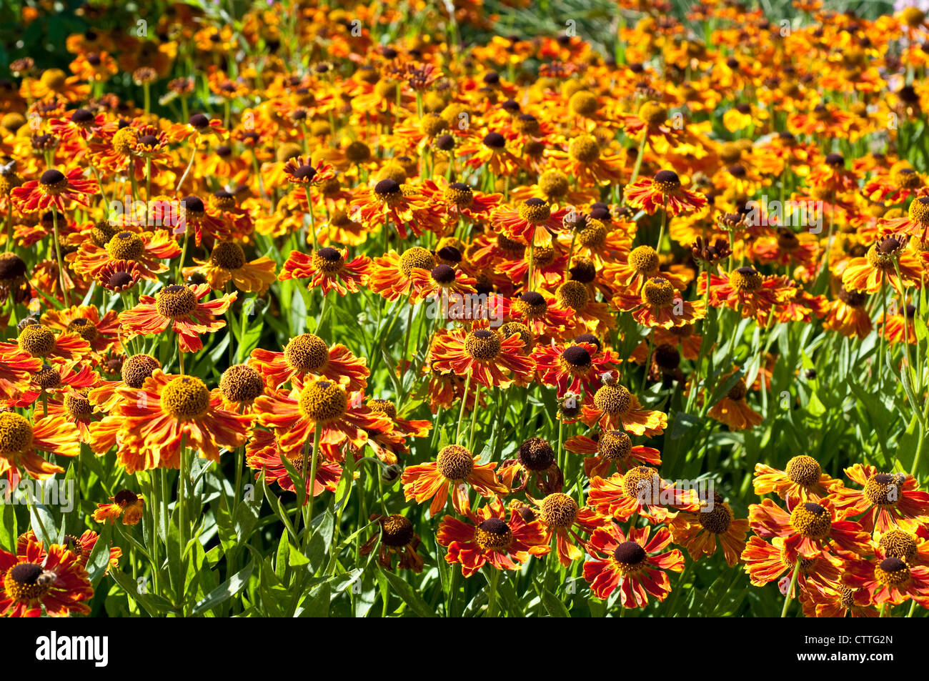 Helenium 'Sahin's Early Flowerer' Stock Photo - Alamy
