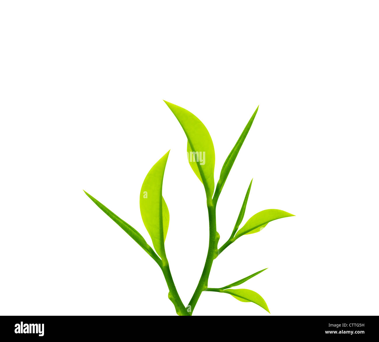 Twig with green leaves isolated on white Stock Photo - Alamy