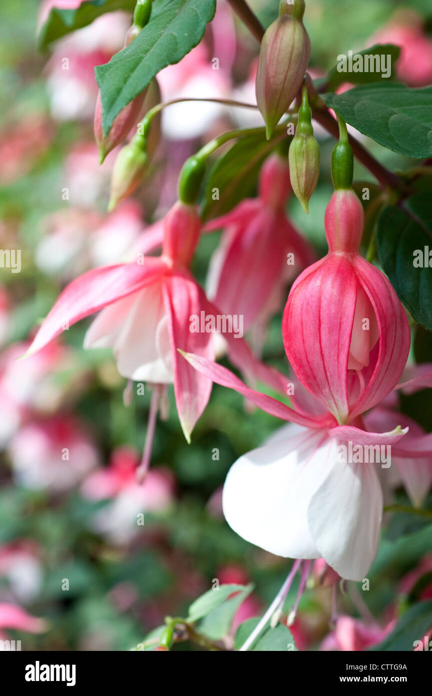 Fuchsia Torchlight flowers Stock Photo