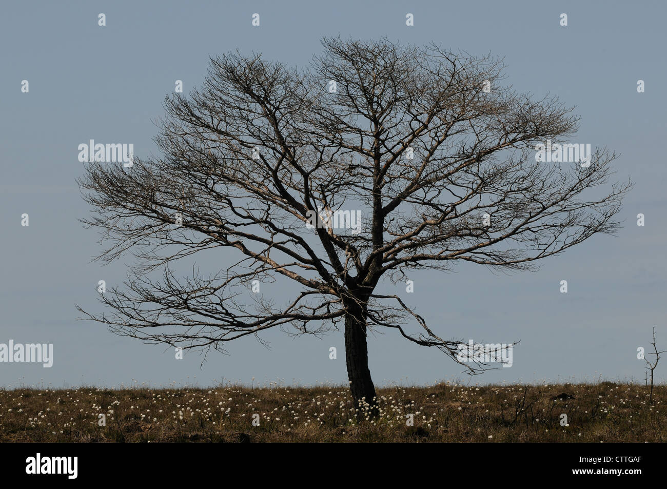 Oak tree and bog cotton on, Emlagh Bog, Oristown, Kells, County Meath, Ireland Stock Photo