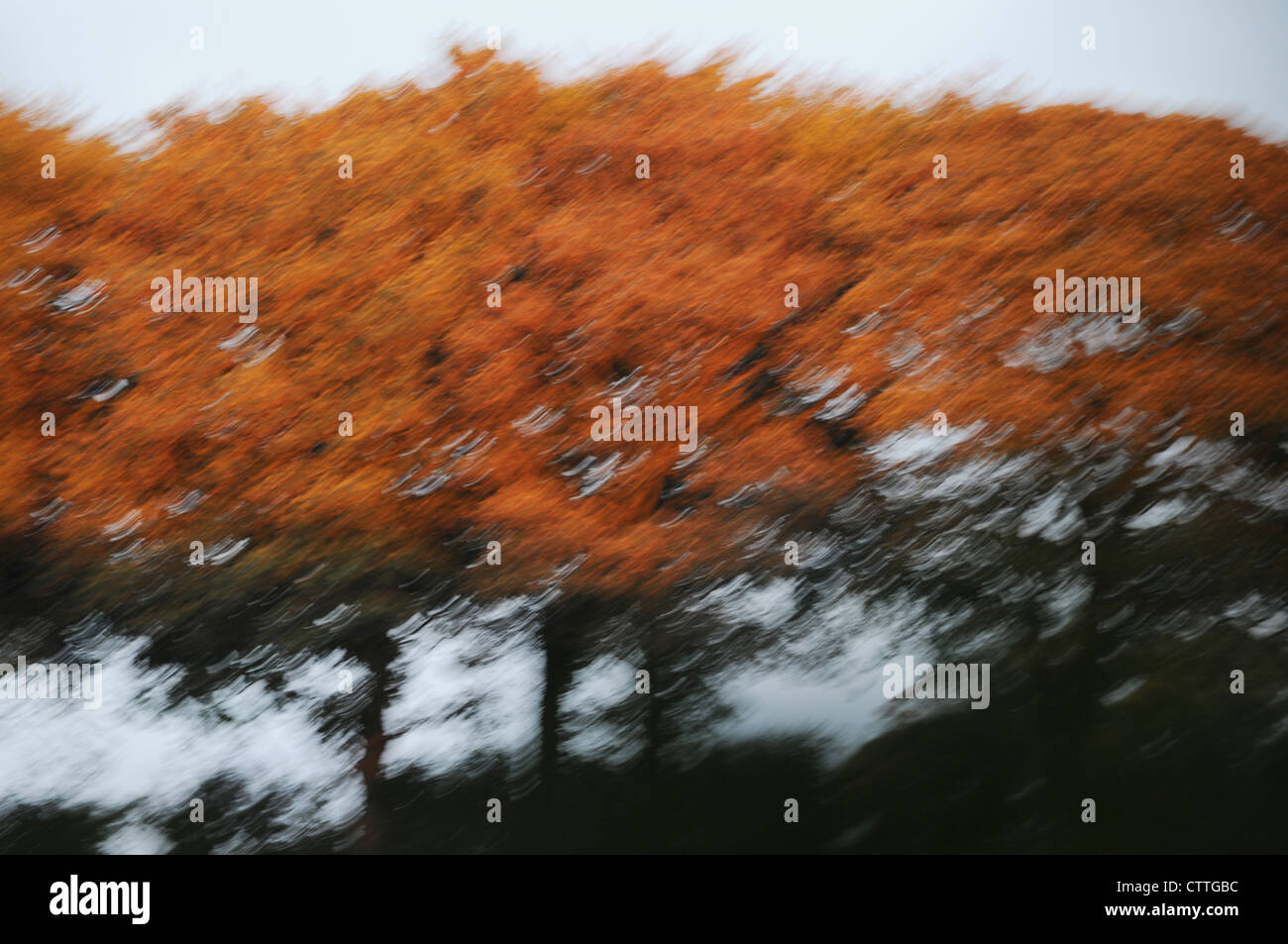 Blurred Beech Trees, Fagus sylvatica  autumnal golden orange russet brown beech trees Stock Photo