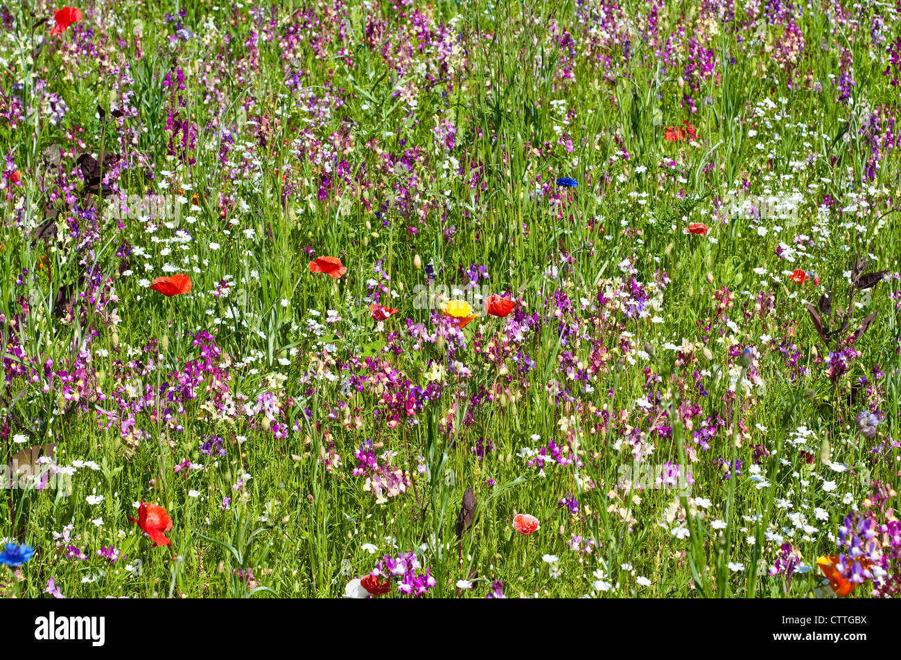 Field of summer wild flowers, England, UK Stock Photo