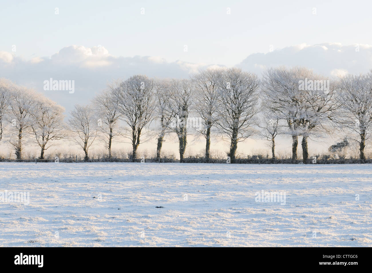 A row of Beech trees covered in snow, Slane, County Meath, Ireland Stock Photo
