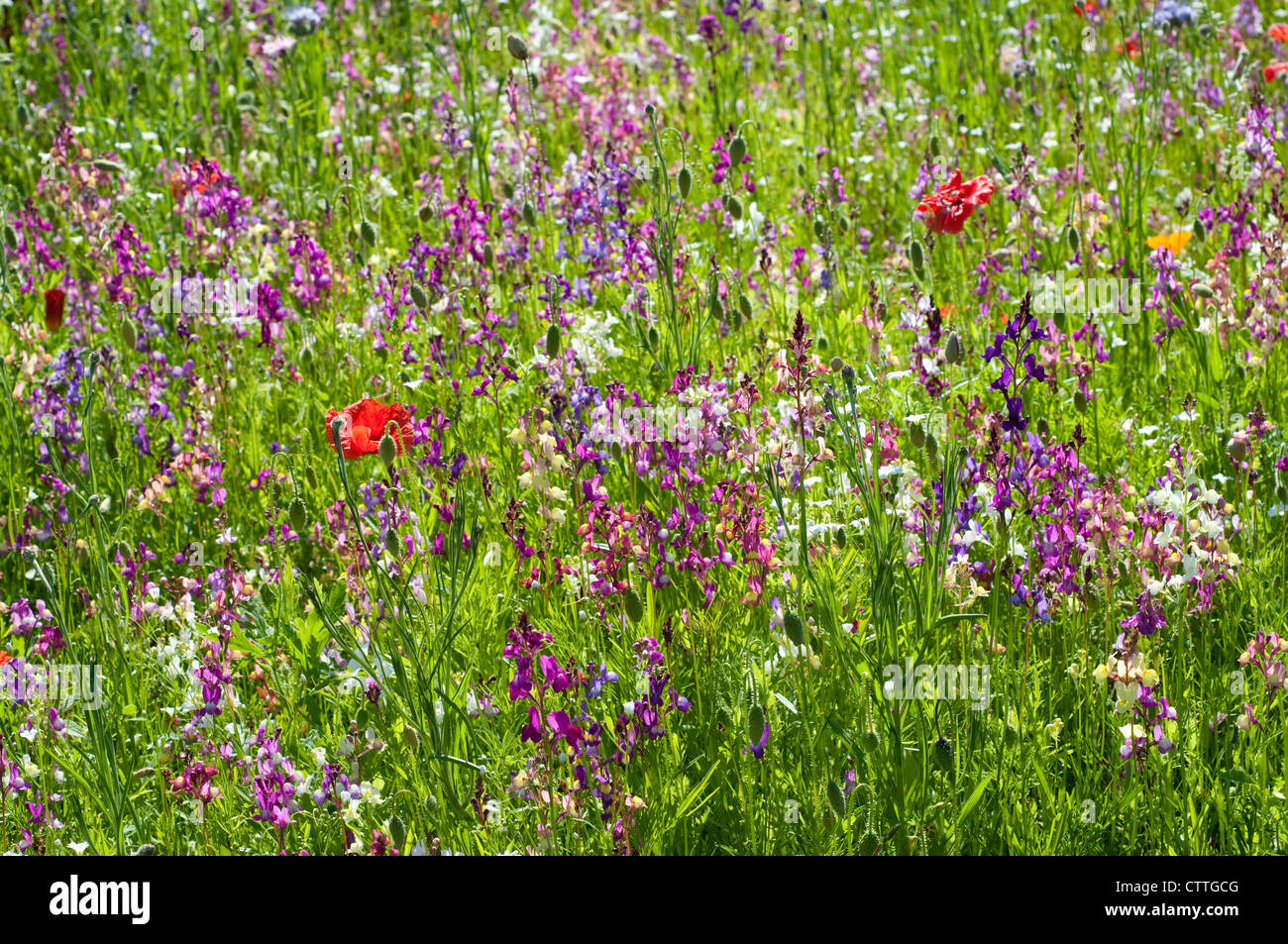Various wildflowers blooming field blooming hires stock photography