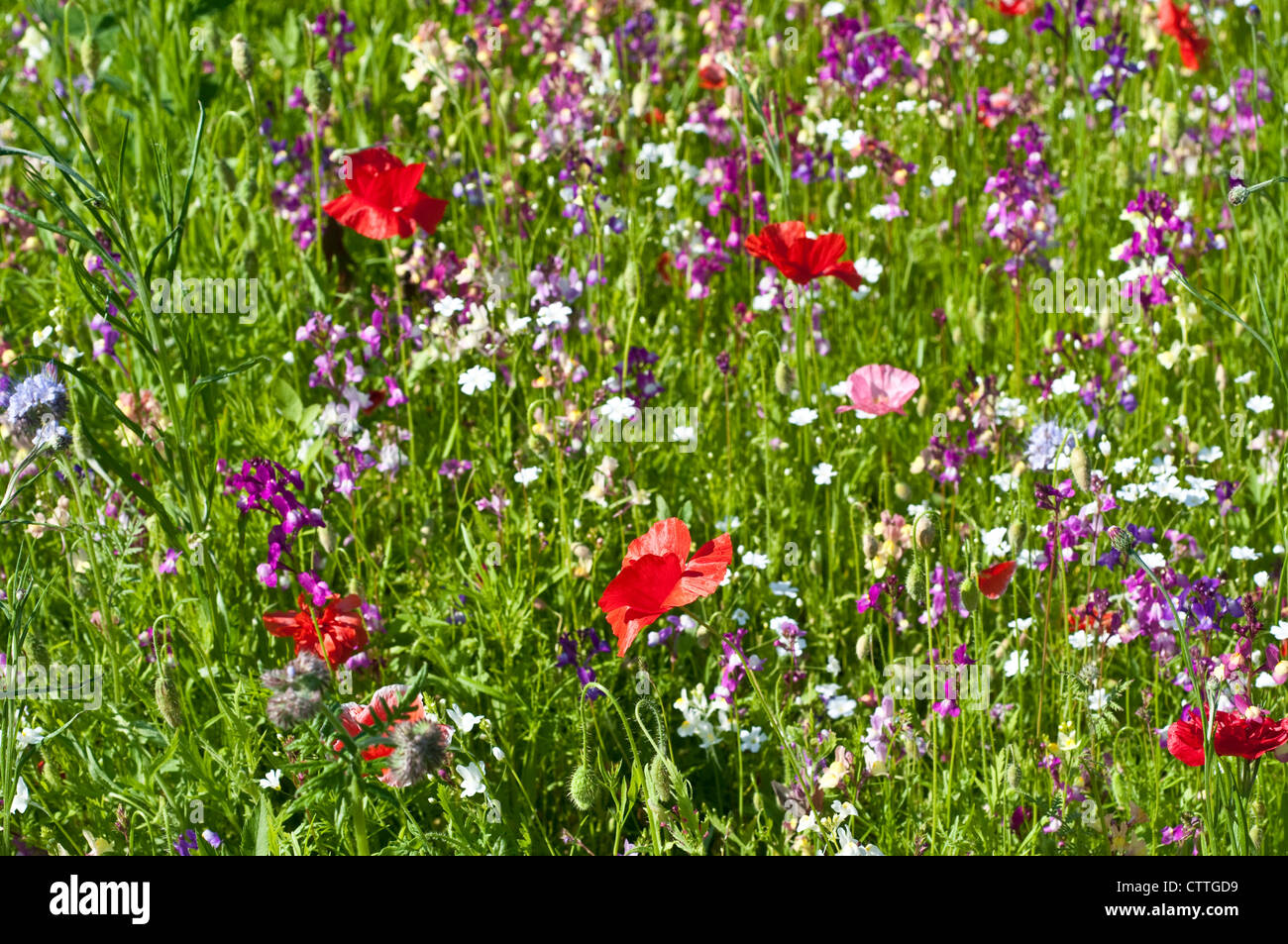 Field of summer wild flowers, England, UK Stock Photo