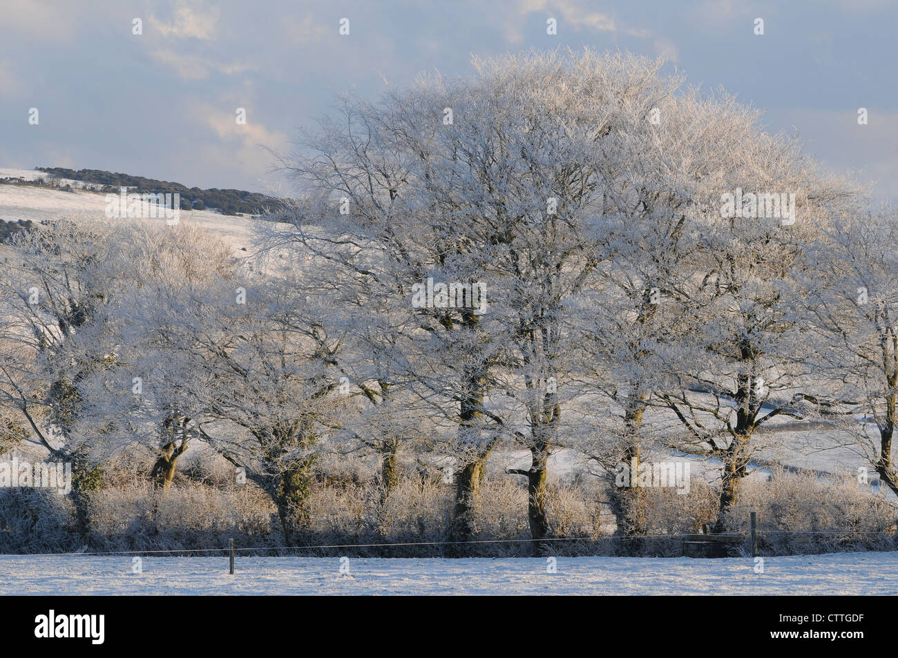 A row of Beech trees covered in snow, Slane, County Meath, Ireland Stock Photo