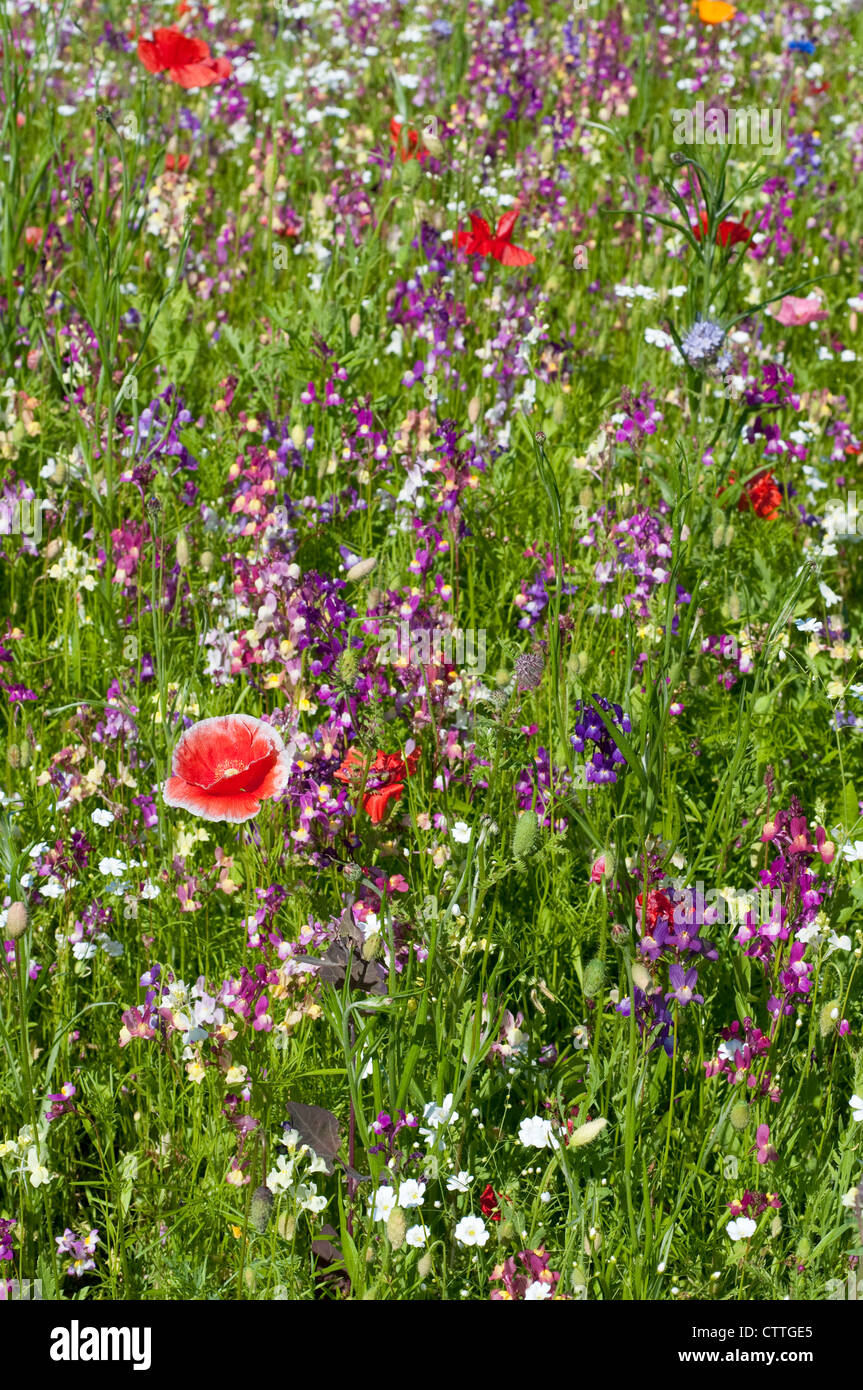 England wildflowers plants sunny hires stock photography and images