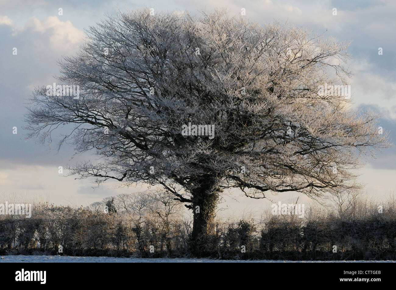 Beech tree and hedgerow covered in snow, Slane, County Meath, Ireland Stock Photo