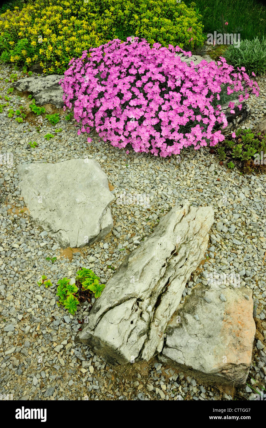 Alpine garden plants in bloom Alpine pink Dianthus- Mrs. Holt and Sedum stenopetalum- Douglassii Hardy, Greater Sudbury, Ontario, Canada Stock Photo