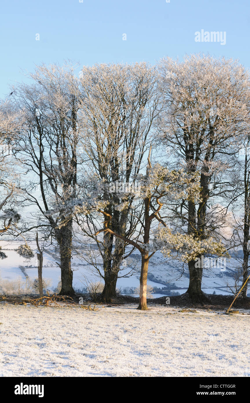 Blue winter sky with trees covered in snow Stock Photo - Alamy