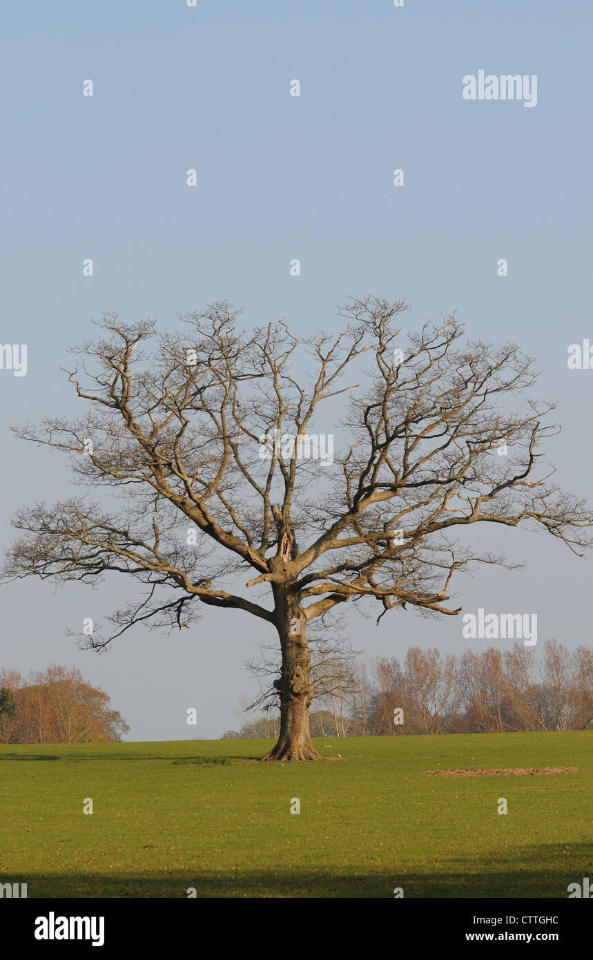 A dead oak tree in the middle of a field, County Wicklow, Ireland Stock Photo