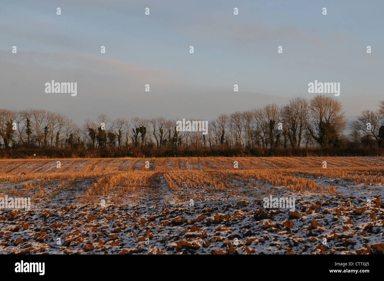 Golden winter sunset on a field of wheat stubble and snow. Stock Photo