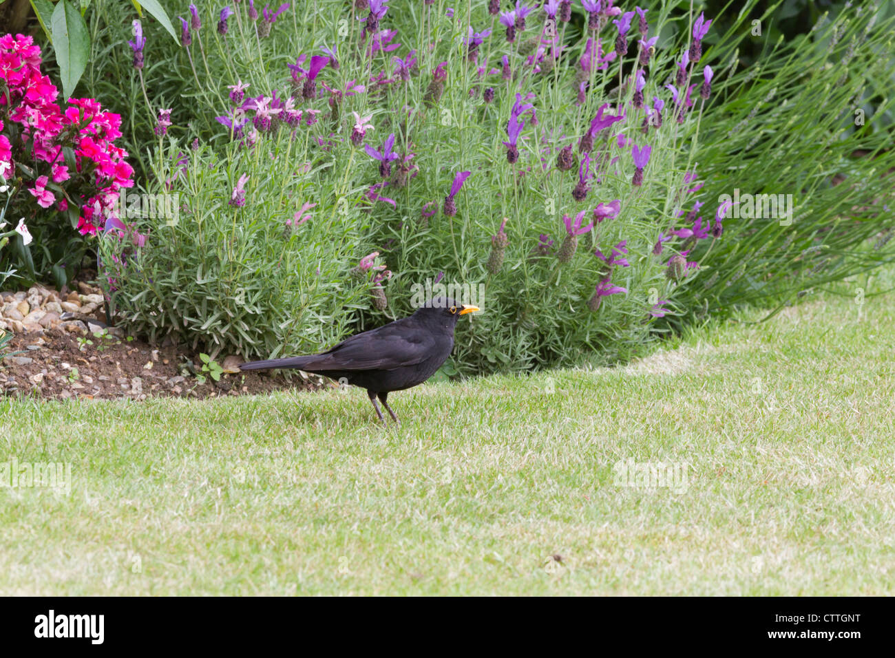 A male blackbird in a suburban Surrey garden Stock Photo