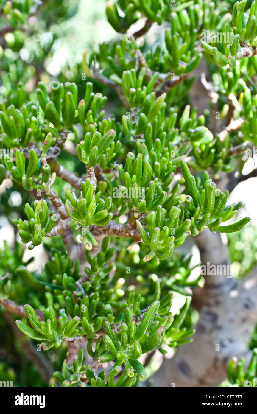 Crassula ovata Gollum Stock Photo