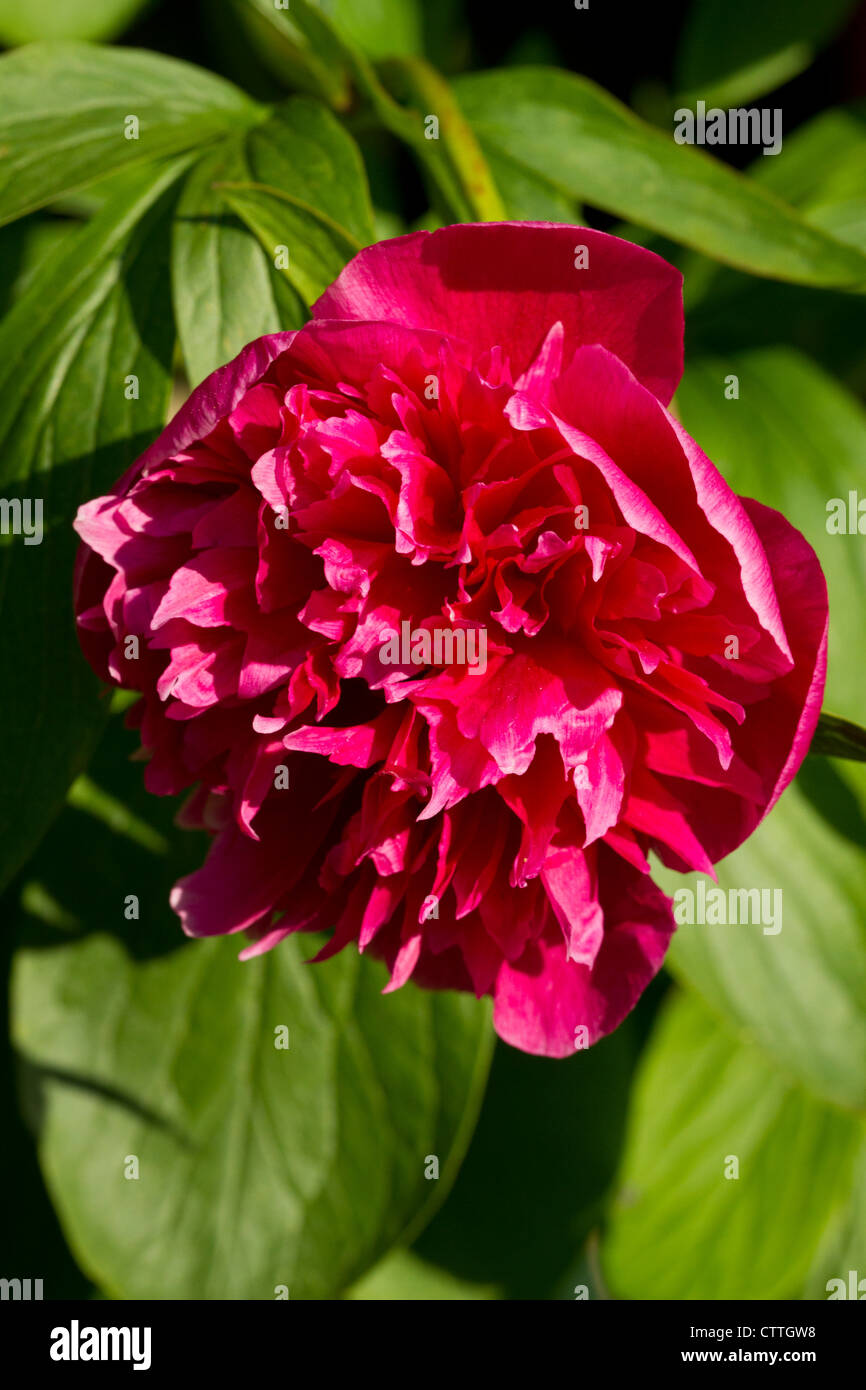 Red peony garden flower Stock Photo