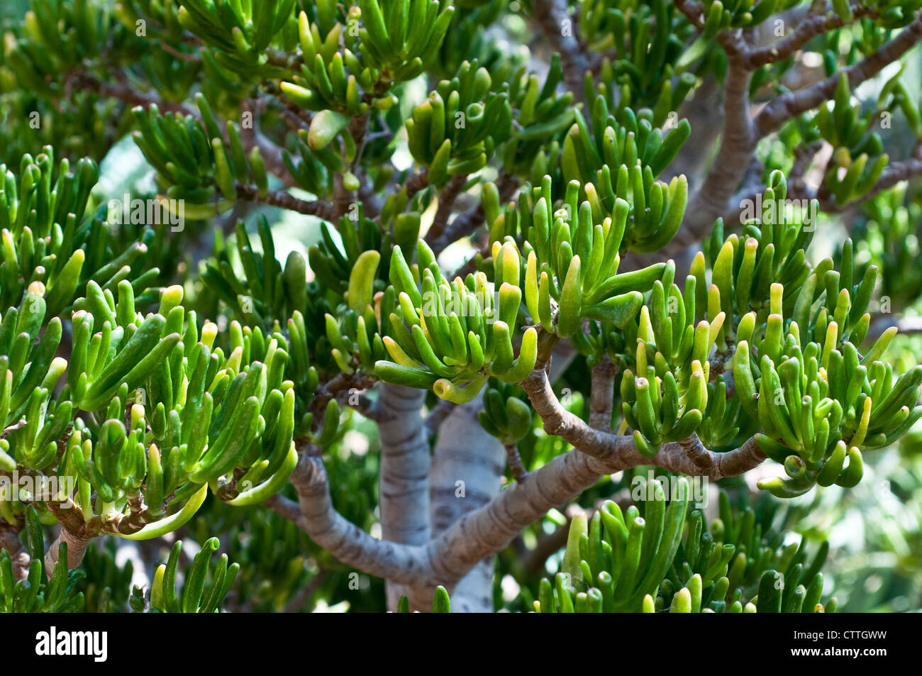 Crassula ovata Gollum Stock Photo