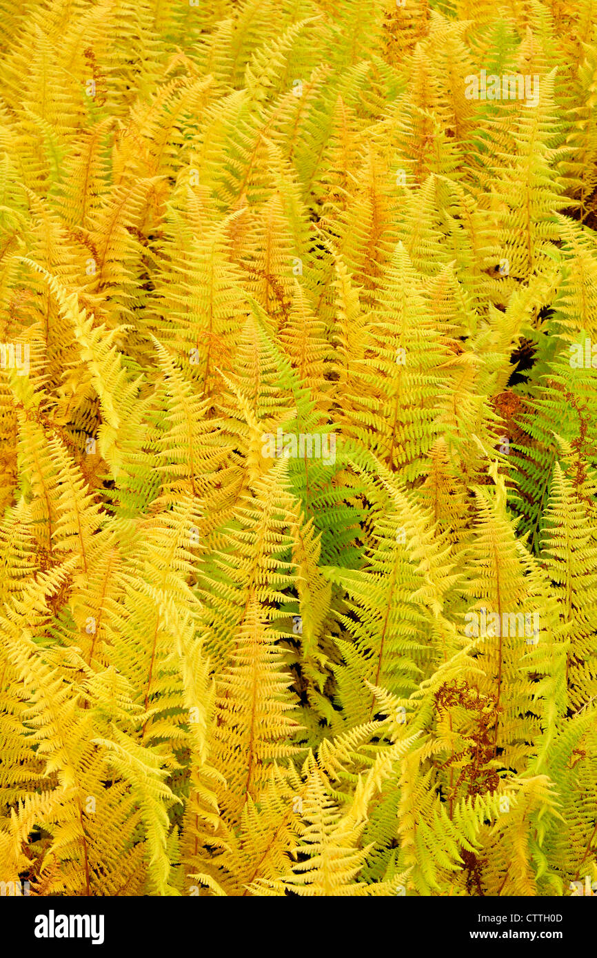 Hayscented fern (Dennstaedtia punctilobula) in autumn, Greater Sudbury, Ontario, Canada Stock Photo