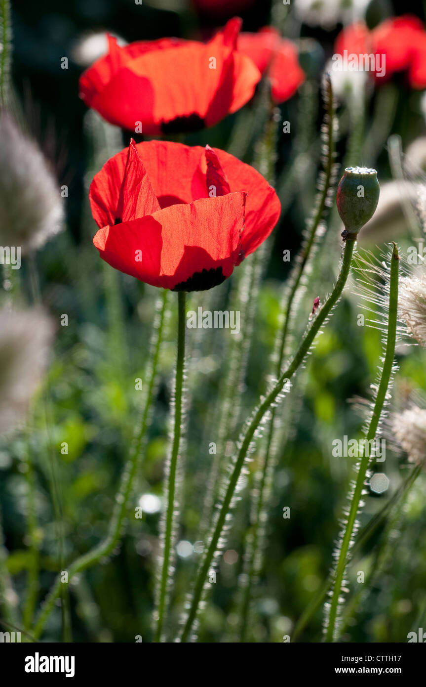 Common Poppy - papaver rhoeas Stock Photo