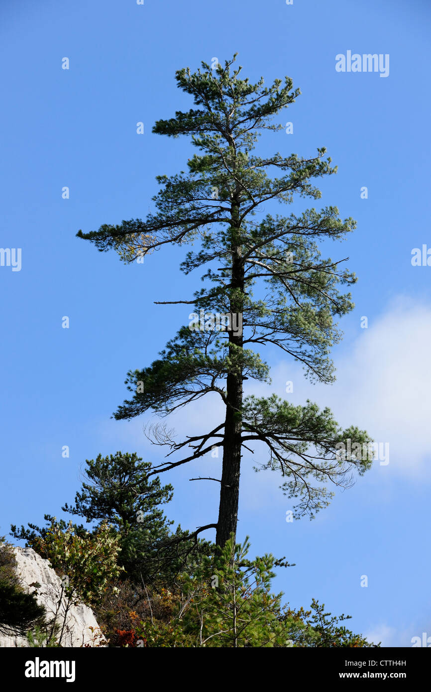 White pine (Pinus strobus) Espanola, Ontario, Canada Stock Photo