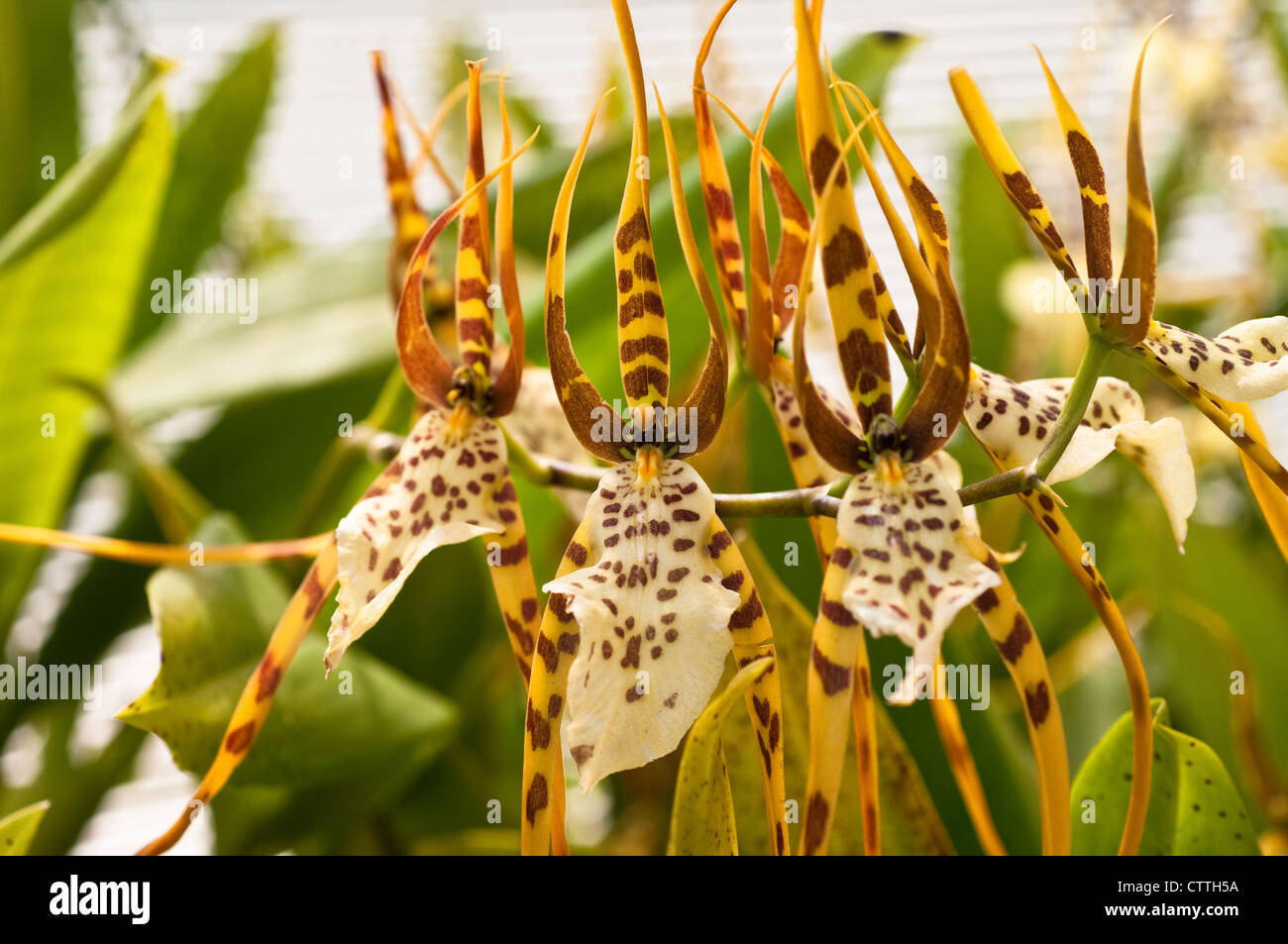 Brassia rex orchid flowers Stock Photo