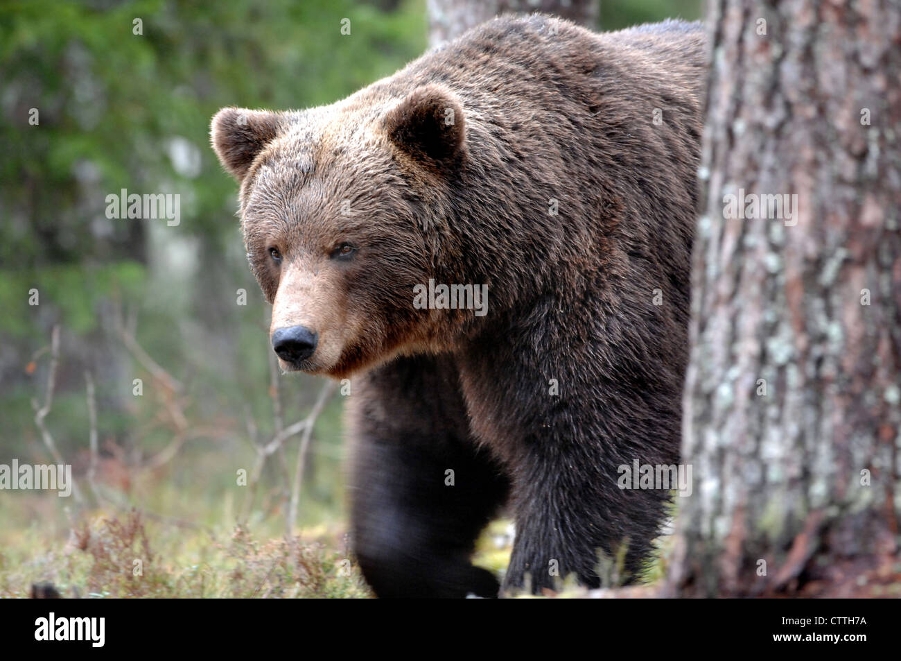 A European Brown Bear (Ursus arctos) stainding in the finnish forest Stock Photo