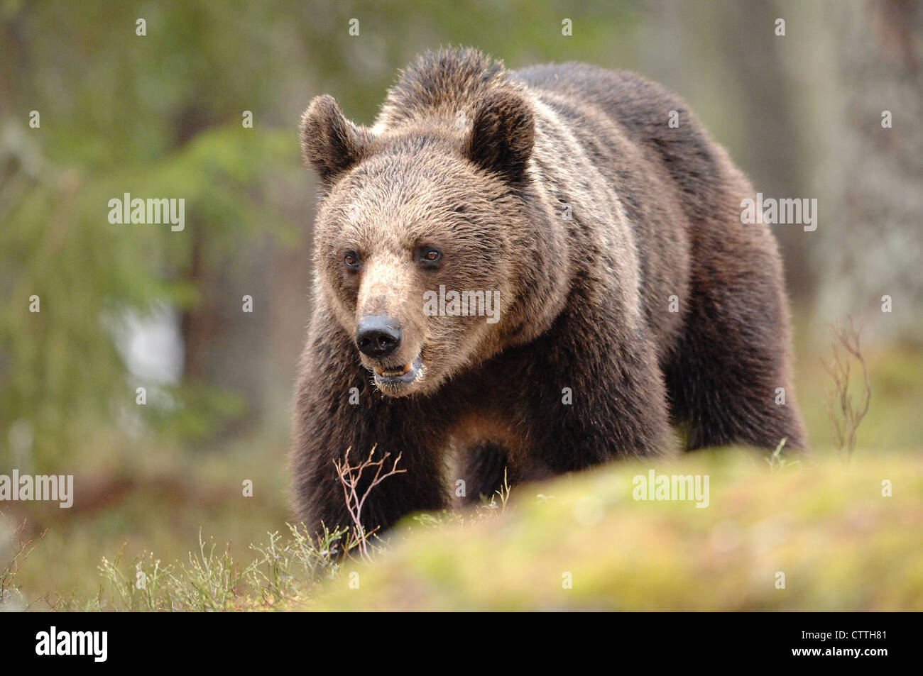 European Brown Bear (Ursus arctos) stainding in the forest at the edge of a boreal forest, Karelia, Finland Stock Photo
