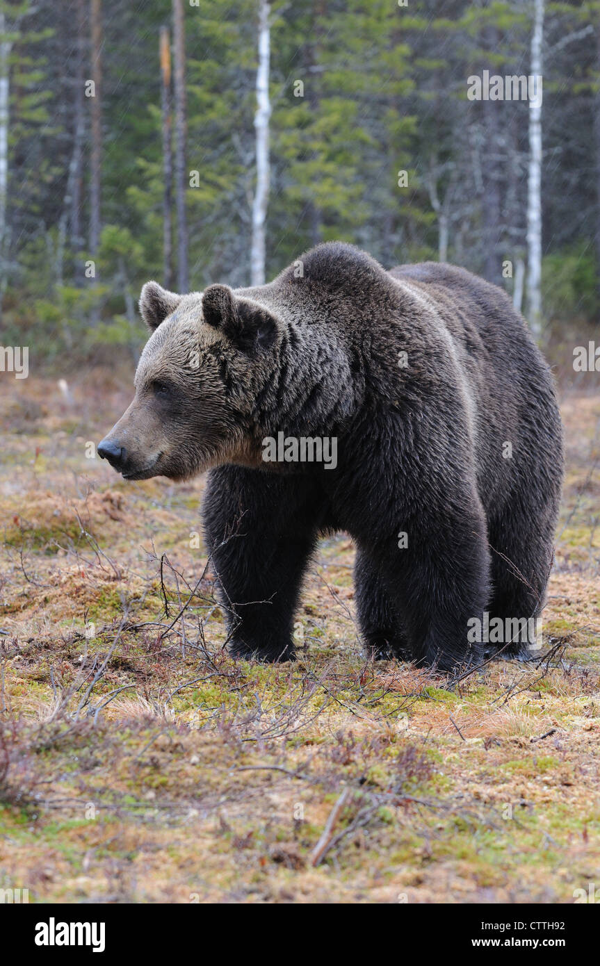 European Brown Bear (Ursus arctos) stainding in the forest at the edge of a boreal forest Stock Photo