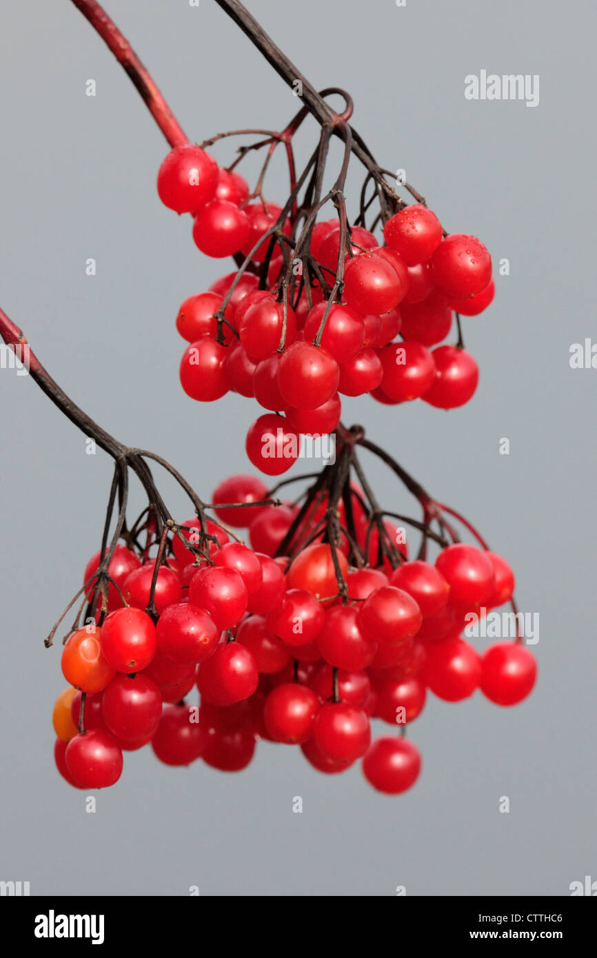 Highbush cranberry (Viburnum trilobum) Berries, Greater Sudbury, Ontario, Canada Stock Photo