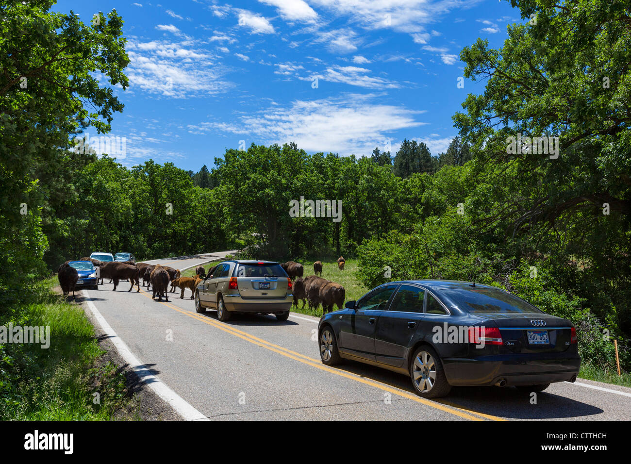 Herd of Bison on Wildlife Loop Road in Custer State Park, Black Hills