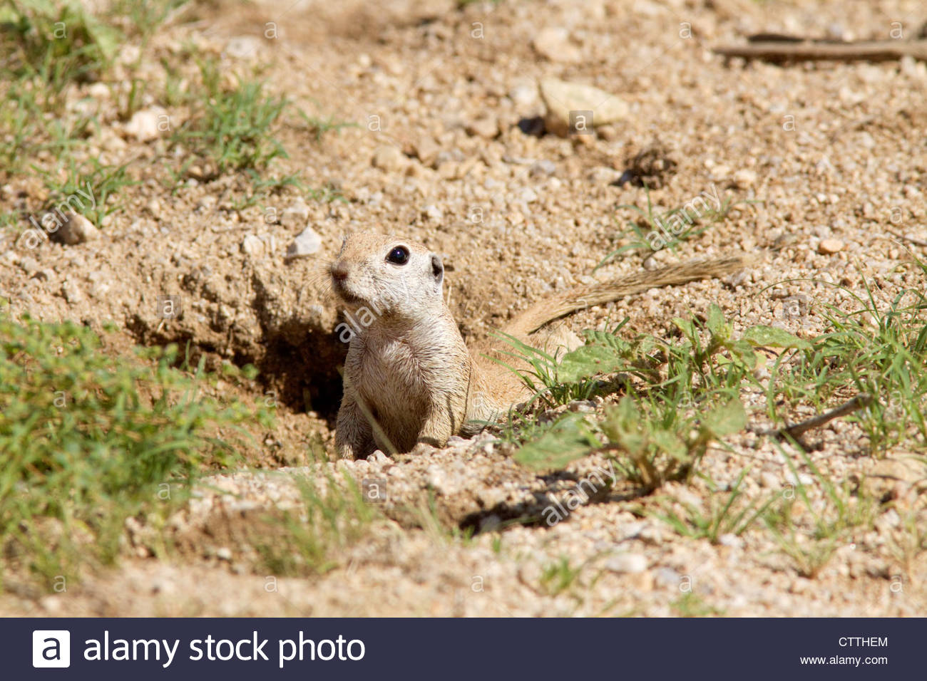 round-tailed-ground-squirrel-spermophilus-tereticaudus-arizona-CTTHEM.jpg