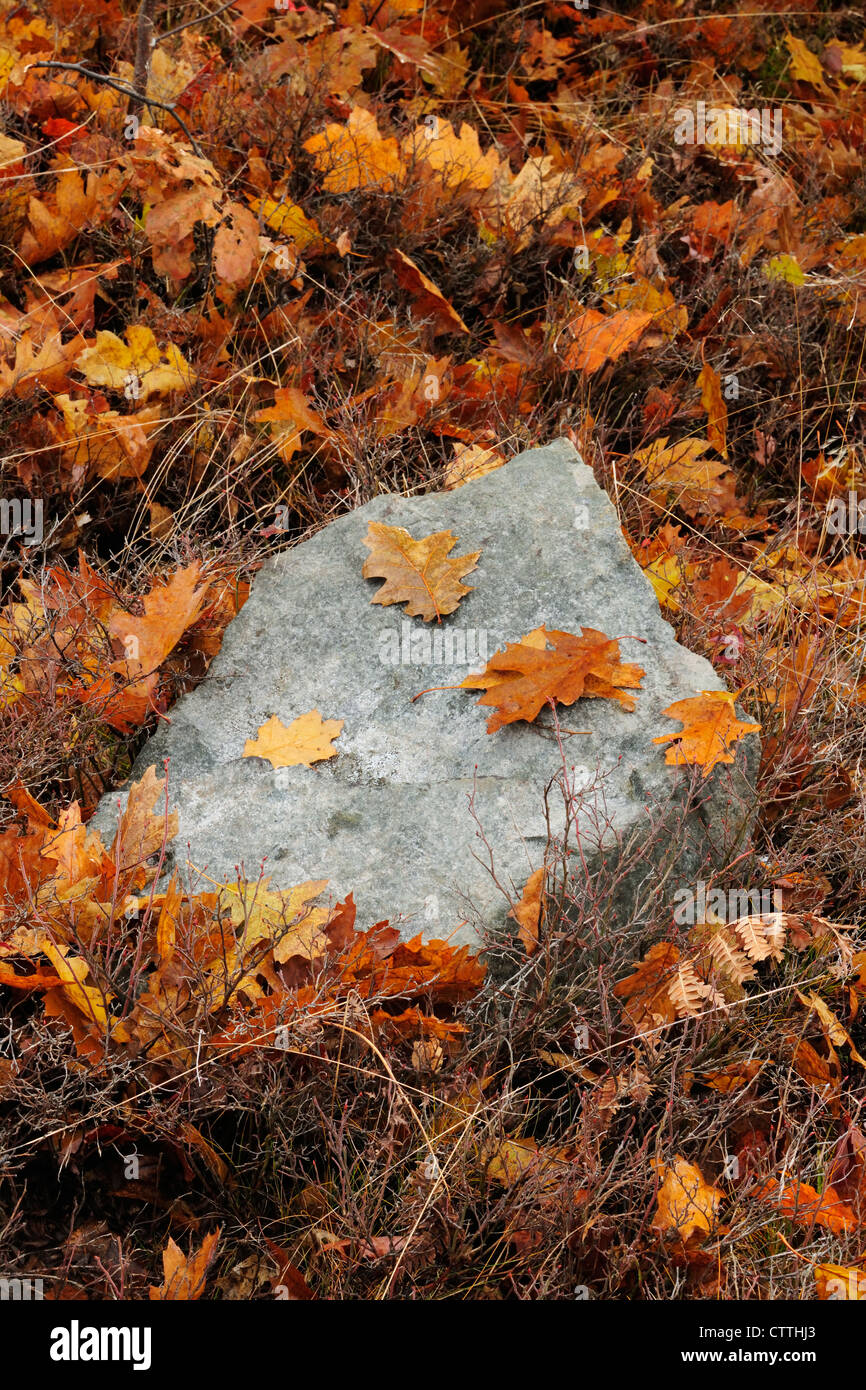 Fallen Northern red oak (Quercus rubrum) leaves, Greater Sudbury