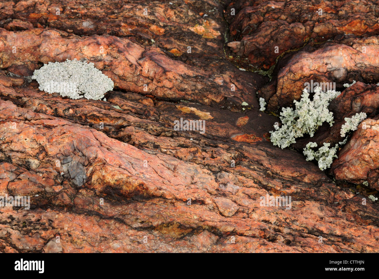 Wooly foam lichen (Stereocaulon tomentosum) and red granite outcrop, Greater Sudbury (Wahnapitae), Ontario, Canada Stock Photo