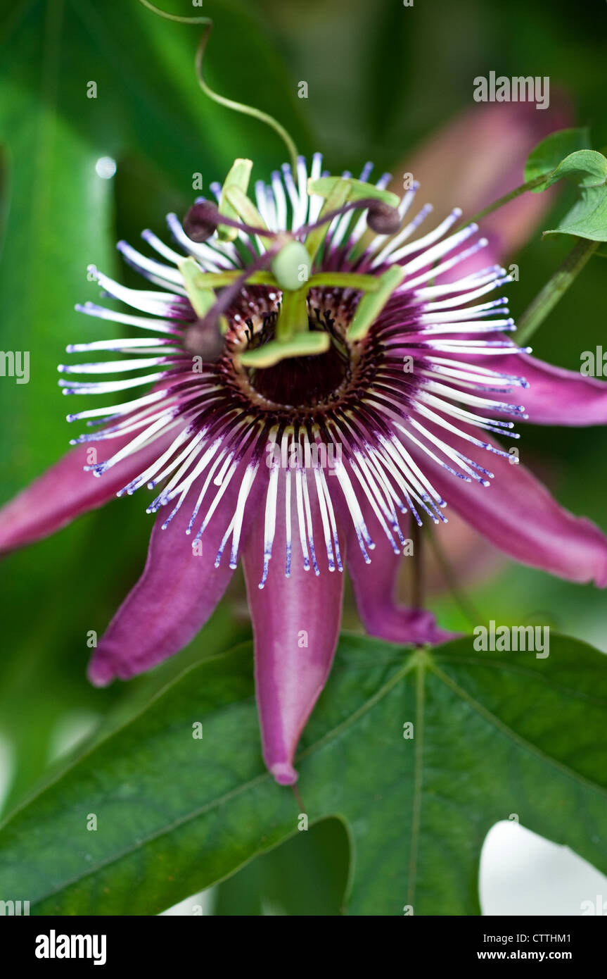 Passion Flower  - Passiflora caerulea Stock Photo