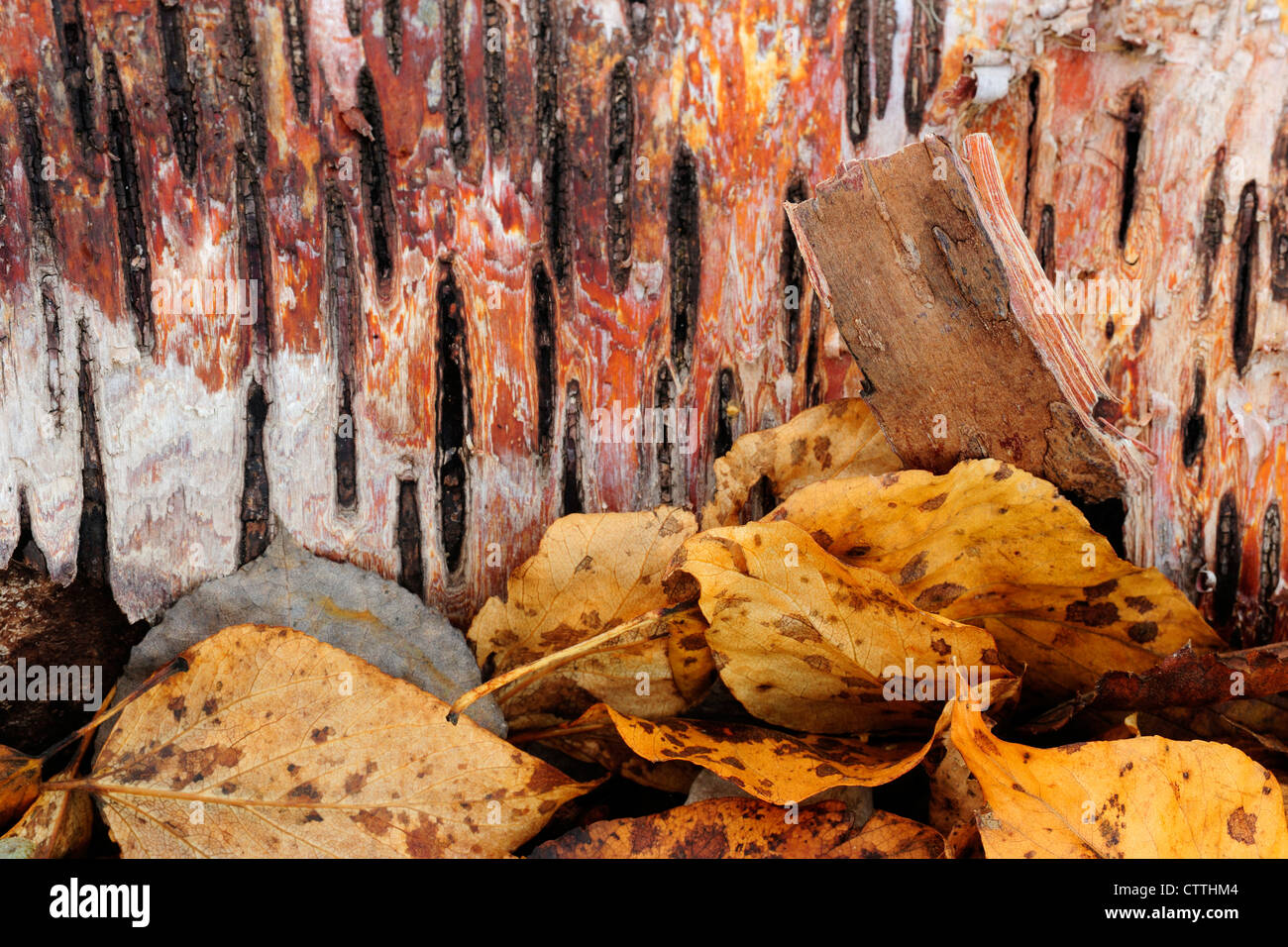 Fallen white birch log (Betula papyrifera) showing bark and lenticels, Hecla Provincial Park, Manitoba, Canada Stock Photo