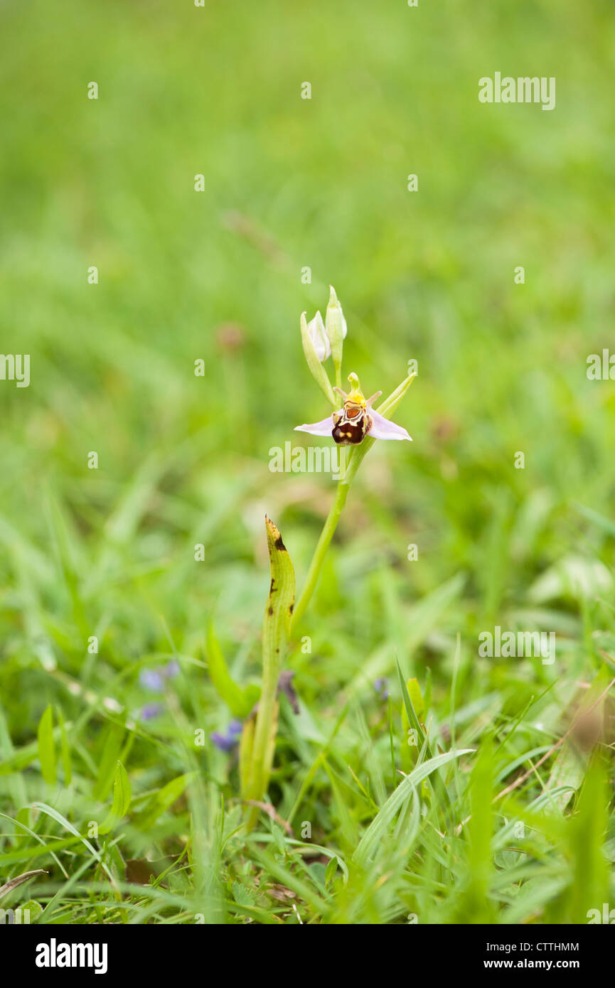 Bee Orchid, Ophrys apifera Stock Photo