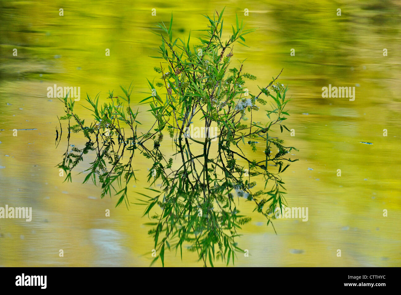 Willow (Salix spp.) leaves in pond, Audubon Rookery, Venice, Florida, USA Stock Photo
