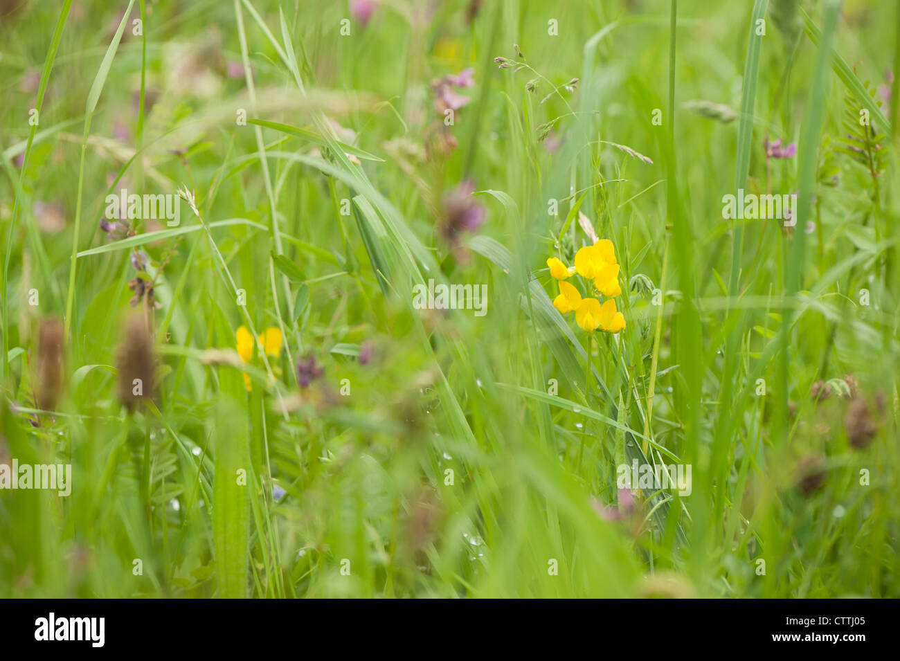 Meadow Vetchling, Lathyrus pratensis Stock Photo