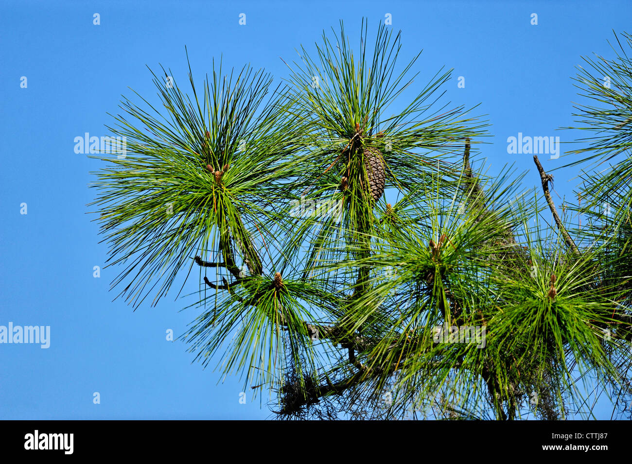 Long leaf (Pinus palustris) Needles, Oscar Scherer State Park, Florida, USA Stock Photo