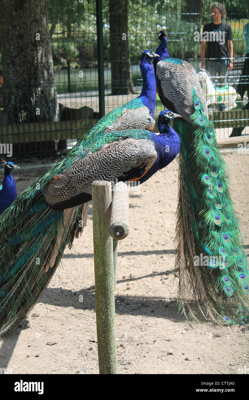 La Rochelle's free entry public park with animal enclosures Stock Photo